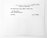 Massariovalsa sudans image